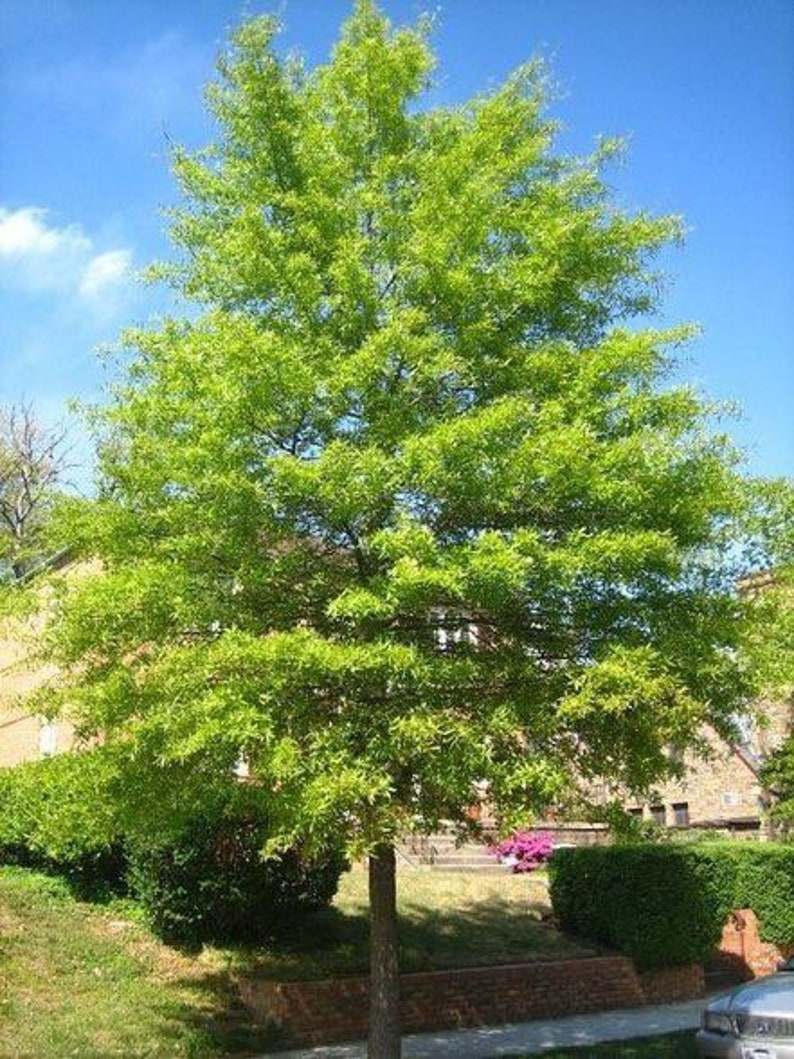 Willow Oak Tree Quart Pot | Quercus phellos | Deciduous Oak Plant for USDA Zones 3-9 | Native North American Species