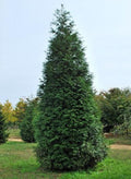 Thuja Green Giant Arborvitae 2.5" Pot - Evergreen Tree for Zones 5-9 - Thuja plicata