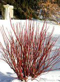 Red Twig Dogwood Quart Pot Plant - Cornus sericea - Vibrant Red Stems for Wetland Gardens