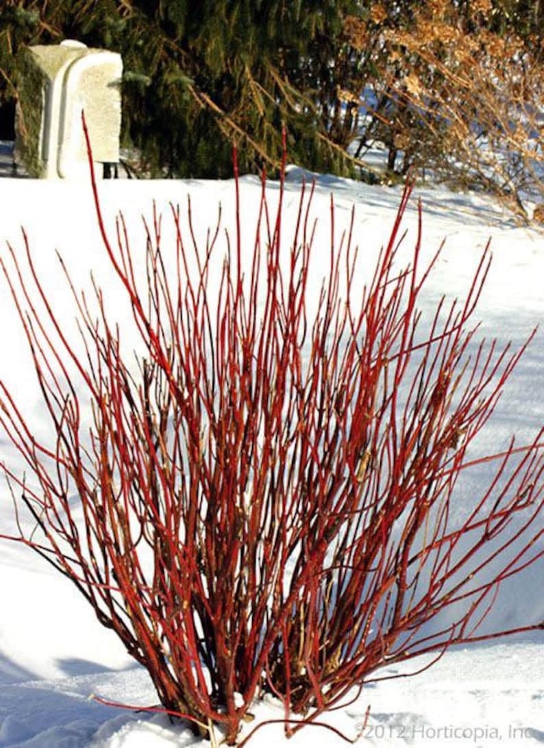 Red Twig Dogwood Quart Pot Plant - Cornus sericea - Vibrant Red Stems for Wetland Gardens