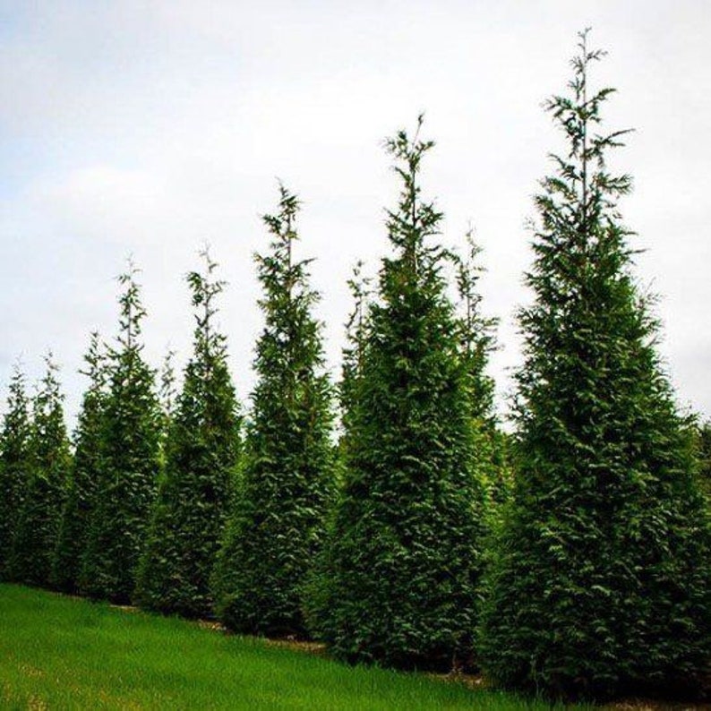 Thuja Green Giant Arborvitae Quart Pot - Evergreen Tree - Thuja plicata - Ideal for Zones 5-9 - Certified Nursery