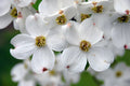 White Flowering Dogwood Quart Pot - Cornus florida - Ornamental Tree for Zones 5-9 - Bare Root Shipping Available