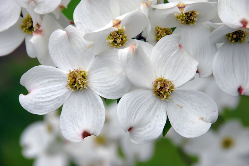 White Flowering Dogwood Quart Pot - Cornus florida - Ornamental Tree for Zones 5-9 - Bare Root Shipping Available