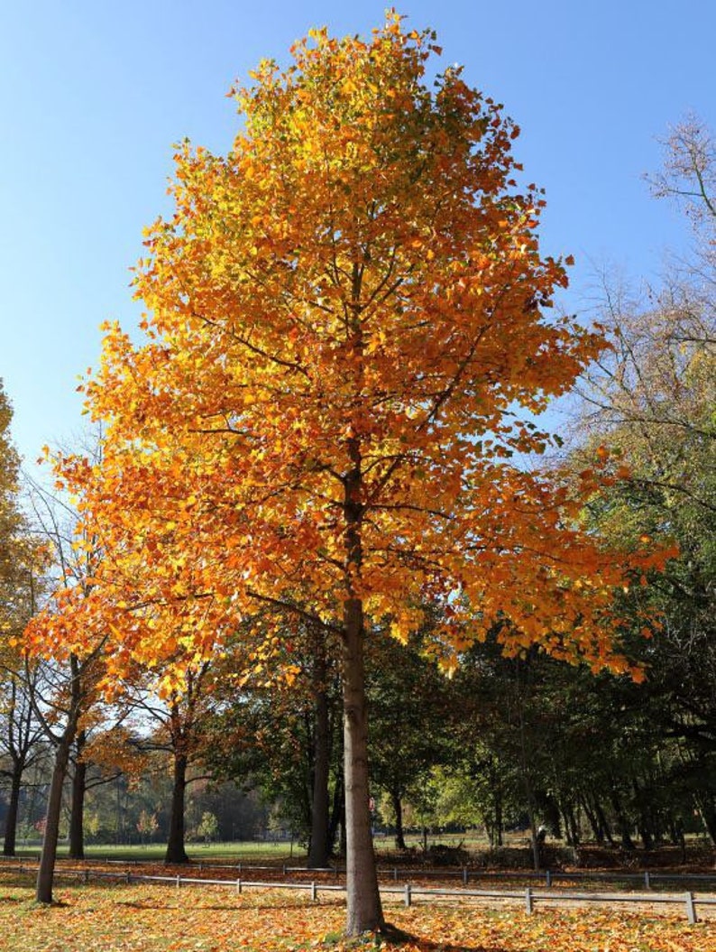 Tulip Poplar Tree Quart Pot - Liriodendron tulipifera - Fast-Growing Native Tree for USDA Zones 4-9