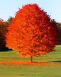 October Glory Maple Quart Pot - Fast-Growing Red Maple, Acer rubrum - Perfect Shade Tree for Yard & Wildlife Attraction