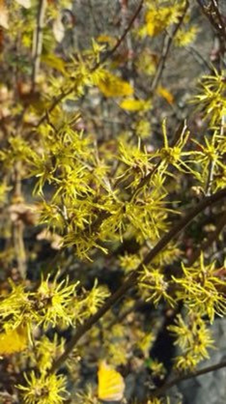 Witch Hazel Seedlings - 2 Bare Root Plants 1-2’ Tall - Hamamelis virginiana - Deciduous Tree for USDA Zones 5-8