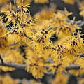 Witchhazel Plants - 2 Pack - Fragrant Fall Bloomer - Hamamelis Virginiana - 4" Container - Zones 3-8