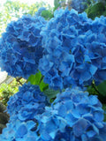 Nikko Blue Hydrangea Plant in Gallon Pot - Hydrangea macrophylla - Hardy Zone 6-9 - Bareroot Shipping October to May