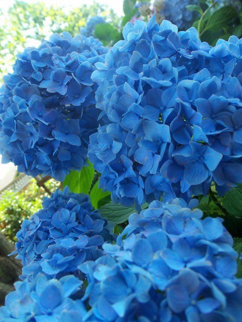 Nikko Blue Hydrangea 2.5” Pot - Hydrangea macrophylla - USDA Zone 6-9 - Bareroot Shipping Available Mid October to May