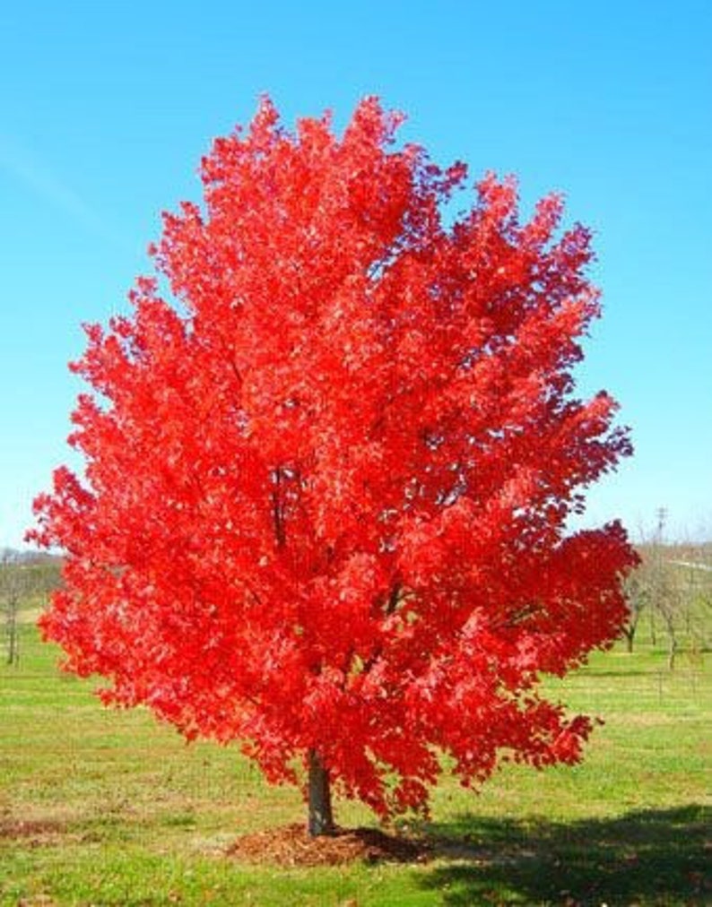 October Glory Maple Tree 2.5” Pot - Acer Rubrum, Fast-Growing Red Maple, Beautiful Fall Foliage, Shade Tree for Yards
