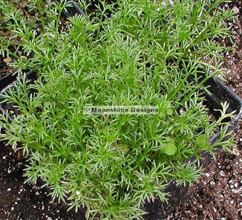 Roman Chamomile Potted Plants - 3 Perennial Groundcover Herbs (Chamaemelum nobile) - White Daisy Blooms, Aromatic Foliage