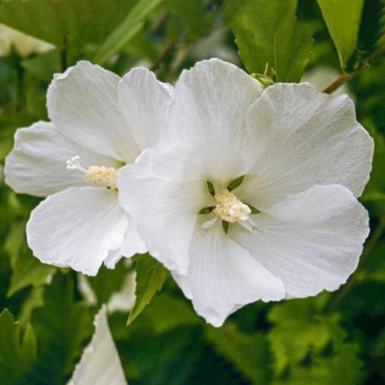 Diana Rose of Sharon Plant - 1 Gallon Pot - Hibiscus syriacus - Hardy Perennial for USDA Zone 6-9 - Flowering Althea