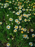 Roman Chamomile Groundcover Plug Flat of 50 Plants - Perennial Herb, White Flowers, Scientific Name: Chamaemelum nobile