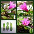 Easter Cactus Cuttings - 3 Hot Pink Unrooted Clippings Rhipsalidopsis Gaertneri for Fast Flowering Houseplant Succulent