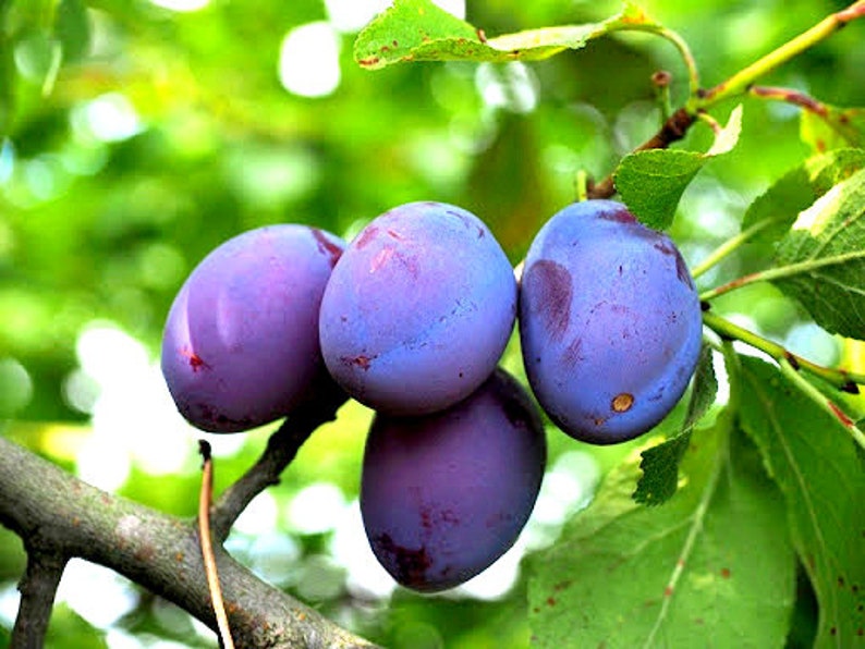 Damson Blue Plum Fruit Tree Cuttings - 10 Unrooted Organic Cuttings for Propagation - Prunus