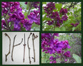 Dark Purple Lilac Cuttings - 5 Unrooted Clippings for Propagation - Syringa Vulgaris Perennial Flowering Shrub