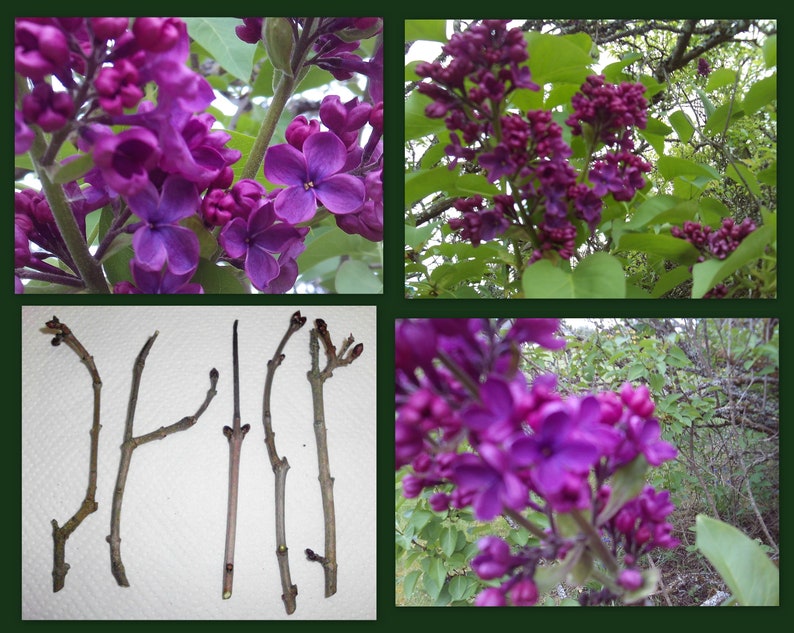 Dark Purple Lilac Cuttings - 5 Unrooted Clippings for Propagation - Syringa Vulgaris Perennial Flowering Shrub