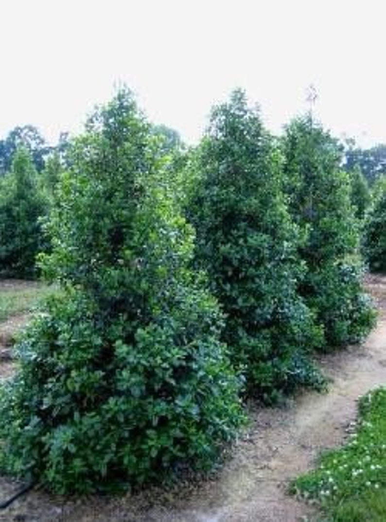 Nellie R Stevens Holly Shrub 2.5" Pot - Ilex x Nellie R. Stevens - Fast Growing, Dark Green Leaves, Red Berries, Zones 6-9