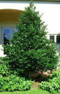 Nellie R Stevens Holly Quart Pot - Fast-Growing Evergreen Shrub with Dark Green Leaves & Red Berries - Ilex x Nellie R. Stevens
