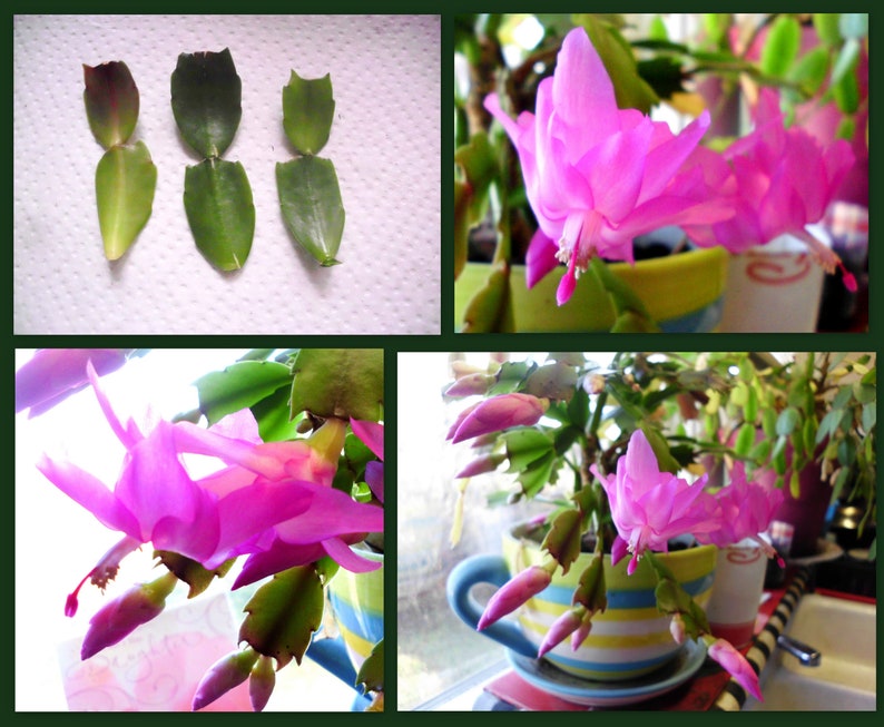 Thanksgiving Cactus Cuttings - 3 Unrooted 2-Segment Hot Pink Schlumbergera Truncata - Fast Growing Plant Propagation