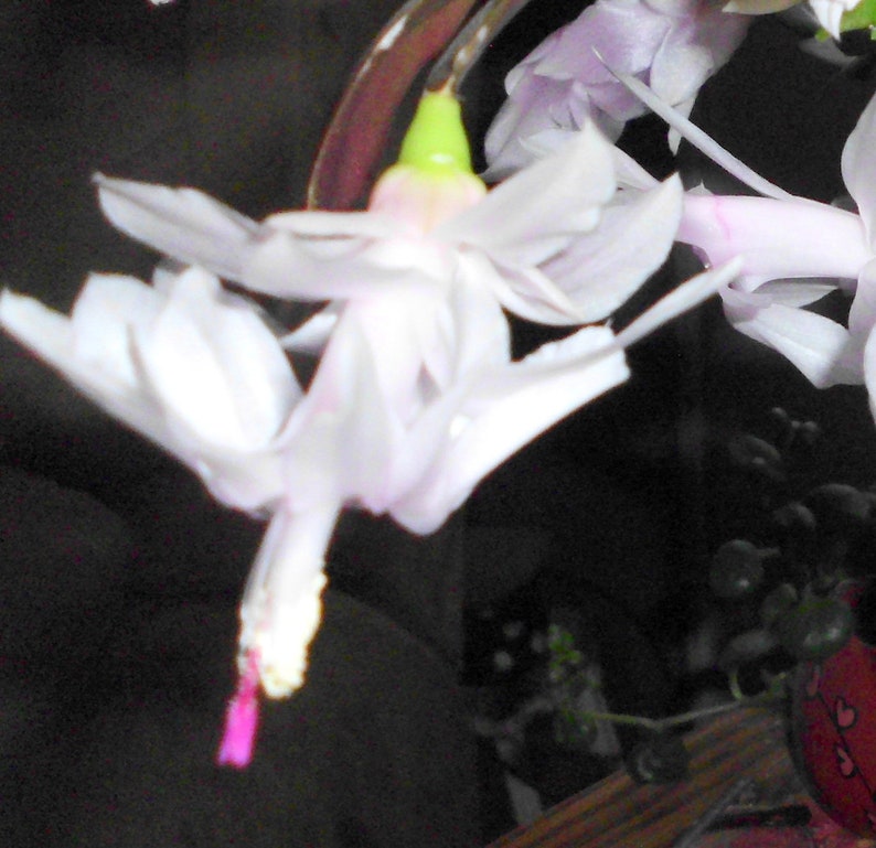 Thanksgiving Cactus Cuttings 3-Pack, Unrooted White Schlumbergera Truncata, 2-Segment Cuttings for Fast Rooting