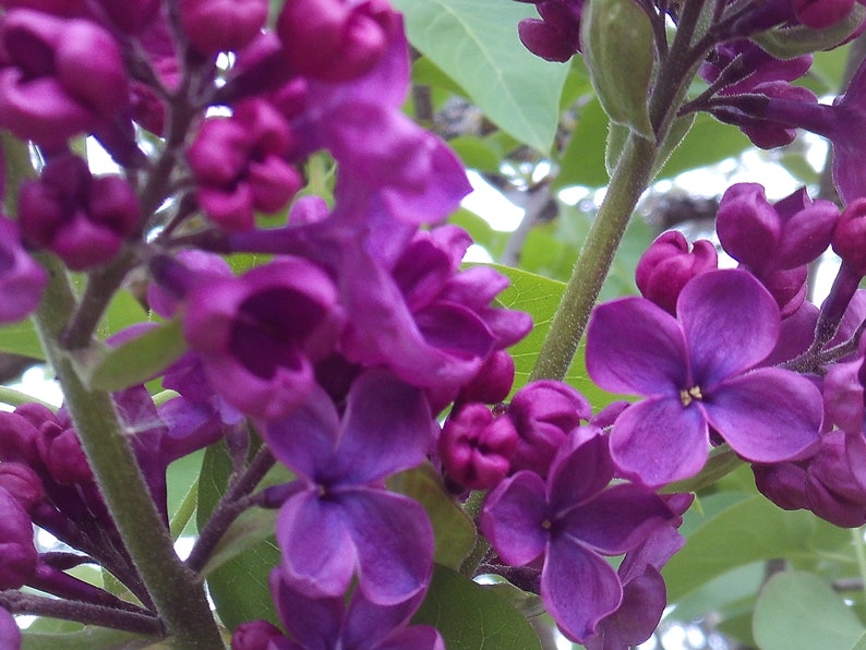 Dark Purple Lilac Cuttings - 10 Organic Clippings for Propagation - Syringa Vulgaris - Perennial Flowering Shrub