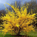 Lynwood Gold Forsythia Shrub - Gallon Pot - Forsythia x intermedia - Deciduous Yellow Flowering Plant for Zones 5-9