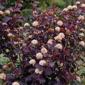 Crimson Diablo Ninebark Shrub 2.5” Pot - Physocarpus opulifolius - Hardy Deciduous Plant for Zones 2-8