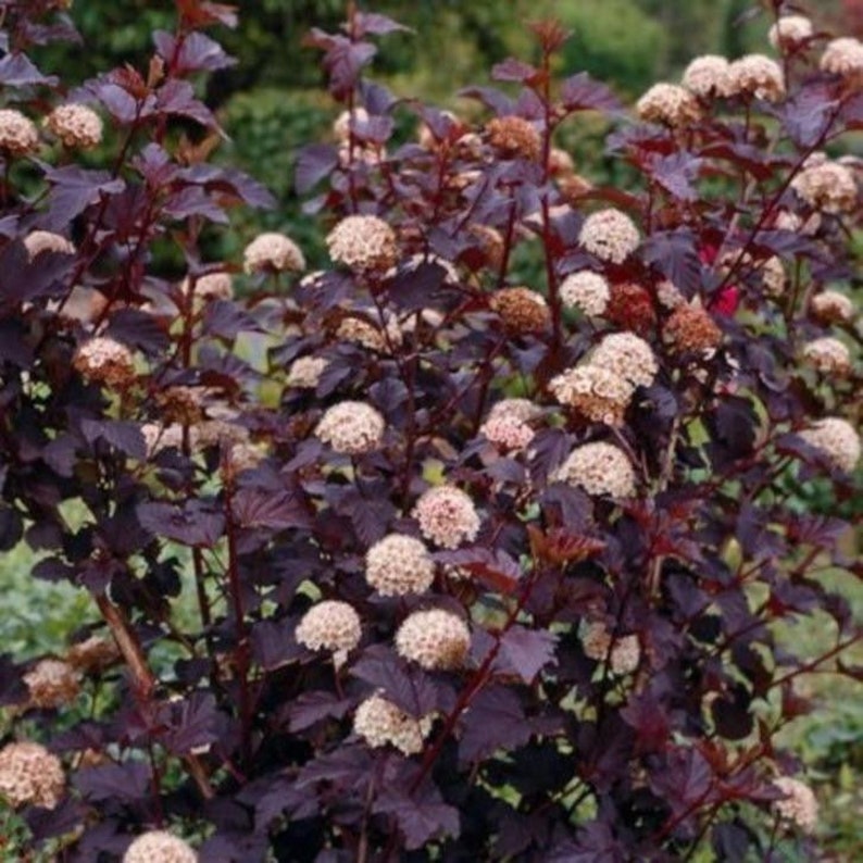 Crimson Diablo Ninebark Shrub 2.5” Pot - Physocarpus opulifolius - Hardy Deciduous Plant for Zones 2-8
