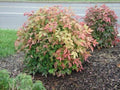 Dwarf Nandina Plant 2.5” Pot - Nandina domestica - Ornamental Shrub with Red Foliage - USDA Zone 6-10