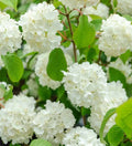 Japanese Snowball Viburnum Plant in 2.5” Pot - Viburnum plicatum, Deciduous Shrub, USDA Zone 4-7, Bare Root Shipping Available