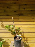 Elderberry Bushes - 2 Live Plants - 'York' & 'Johns' Varieties - Sambucus canadensis - 6" - 12" - Fast-Growing Fruit Shrubs
