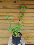 Currant Plants Set – 2 Live Plants: Consort Black Currant & Imperial White Currant - Ribes nigrum & Ribes rubrum