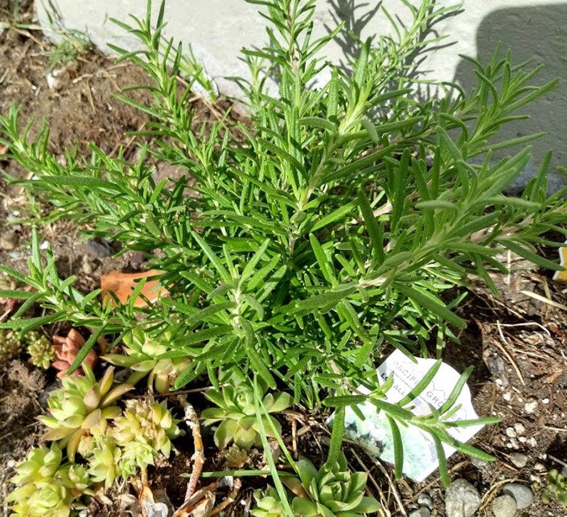Rosemary Cuttings - 5 Organic Unrooted Clippings - Salvia Rosmarinus - Ideal for Cooking & Medicinal Uses