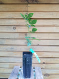 Ouachita Thornless Blackberry Plants - 2 Live 6" - 12" Rubus allegheniensis - Sweet, Self-Pollinating, Summer-Bearing Berries
