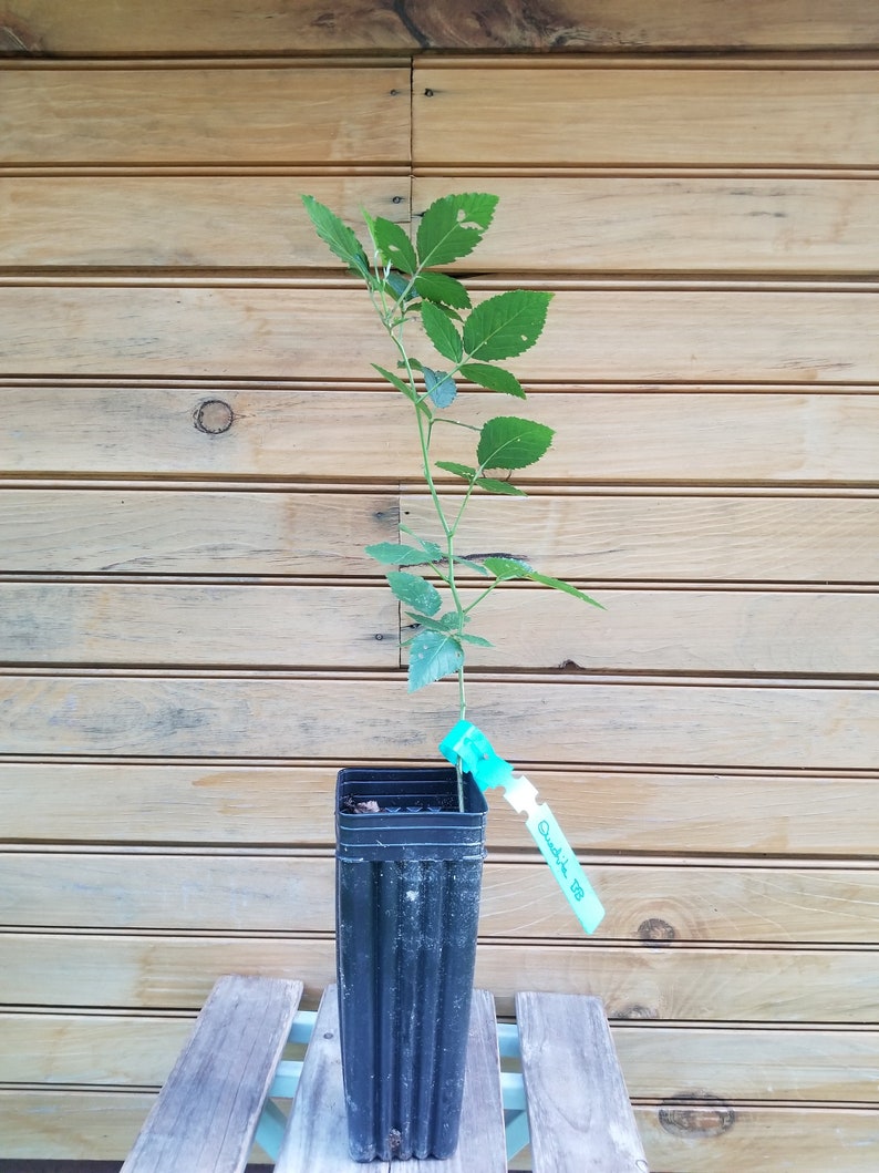 Ouachita Thornless Blackberry Plants - 6" Live Plants - Rubus allegheniensis - 5 Healthy Bare Root Plants for Home Garden