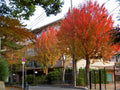 Trident Maple Trees - 2 Pack - 4" Container - Acer Buergerianum - Fall Color Yellow Orange Red - Zones 5-8