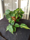Philodendron Brasil Cutting Set - 1 Rooted Cutting + 1 Free Cutting - Philodendron hederaceum 'Brasil' - Low Maintenance Houseplant