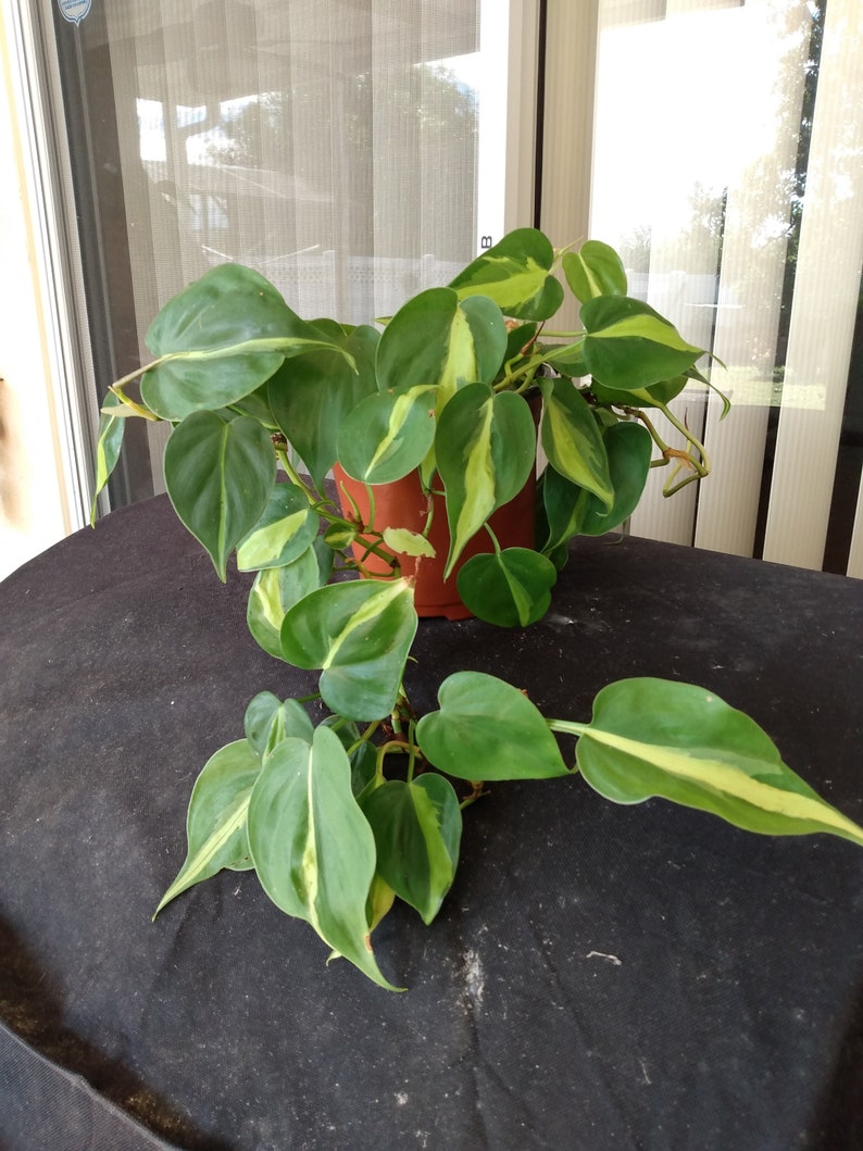 Philodendron Brasil Cutting Set - 1 Rooted Cutting + 1 Free Cutting - Philodendron hederaceum 'Brasil' - Low Maintenance Houseplant