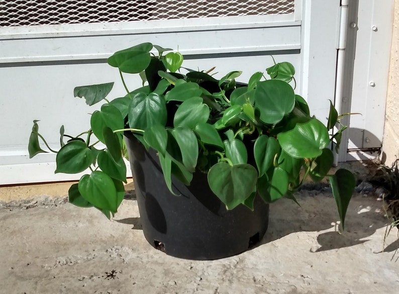 Philodendron Heartleaf Cutting - 1 Rooted + 1 Free Cutting - Philodendron scandens - Easy Care Houseplant