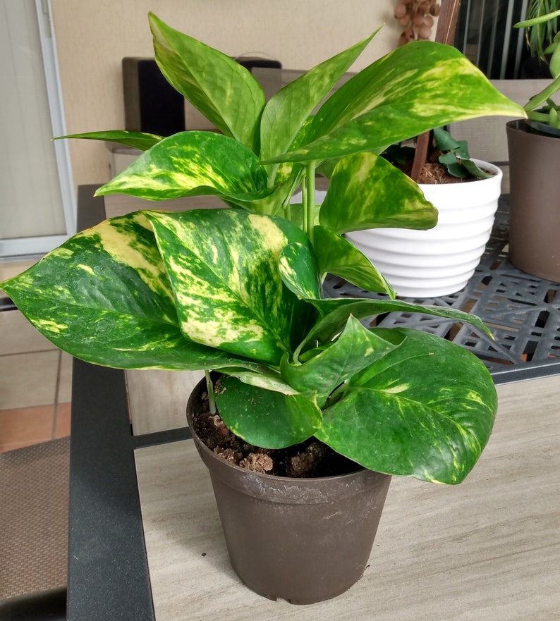 Golden Pothos Cutting 1 Rooted + 1 Free Cutting, Epipremnum Aureum, Low Maintenance Indoor Plant, Perfect for Beginners