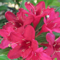 Red Weigela Plants - 4" Containers - 2 Pack - Deciduous Shrub with Red Flowers - Weigela florida