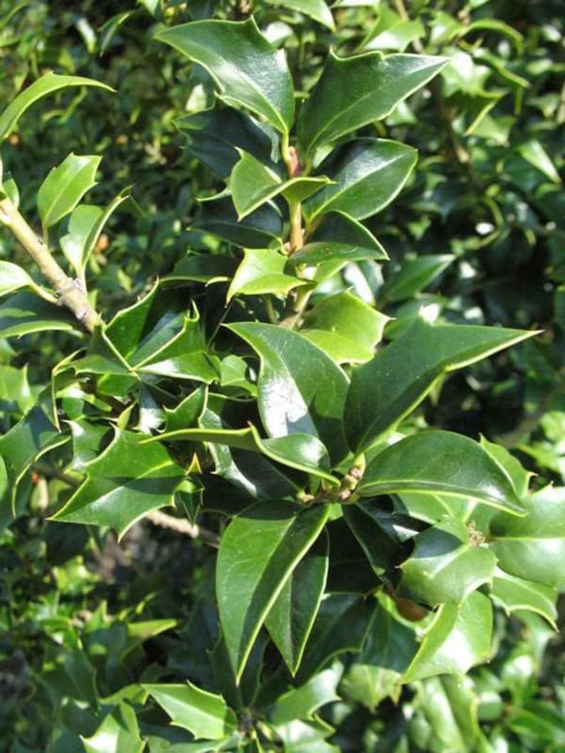 Dragon Lady Holly Plant - 3" Container - 'Meschick' Variety - Ilex x meserveae - Evergreen with Scarlet Berries - Zones 6-8