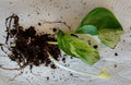 Manjula Pothos Cutting Set - 1 Rooted Cutting + 1 Free Cutting - Epipremnum aureum - Easy Care Houseplant