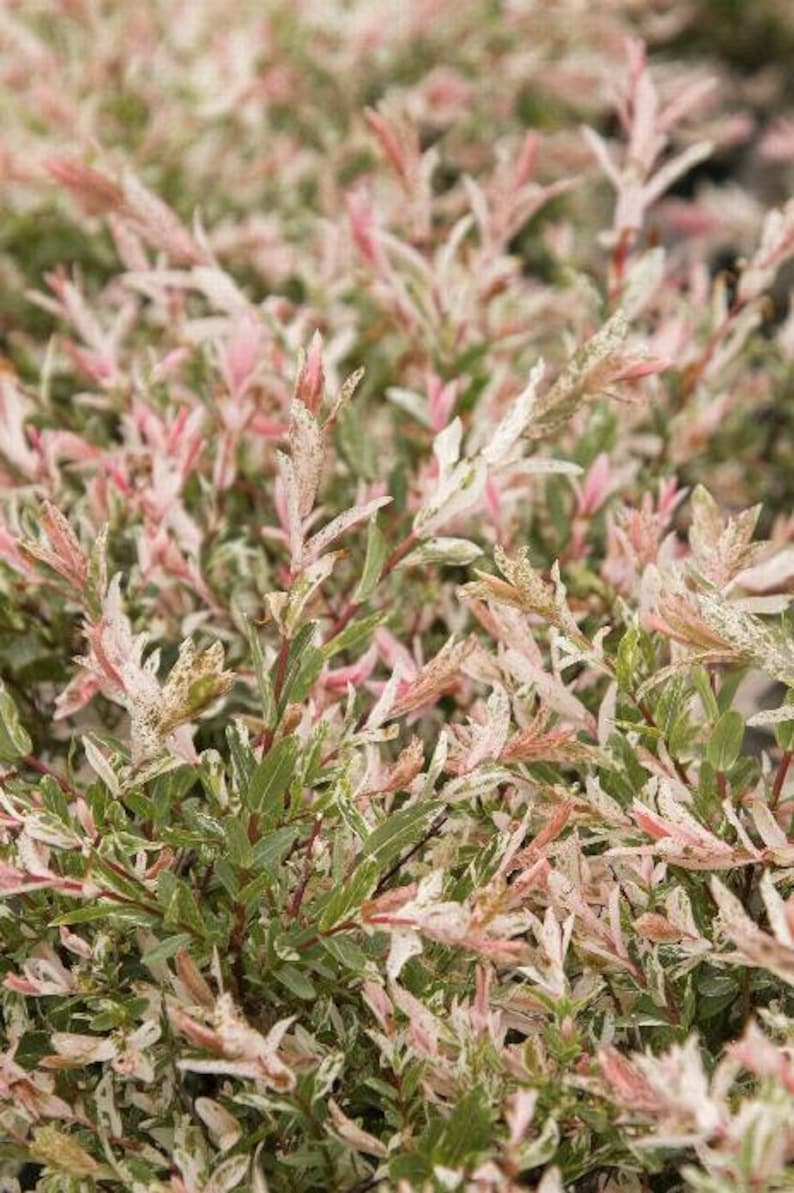 Dappled Willow Plants - 2 Pack, Salix Integra 'Hakuro Nishiki', 4" Containers, Colorful Foliage, Fast-Growing Shrub for Zones 4-9