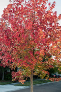 Trident Maple Quart Pot Plant - Acer Buergerianum - Hardy Deciduous Tree for Zones 5-9 - Beautiful Three-Lobed Leaves