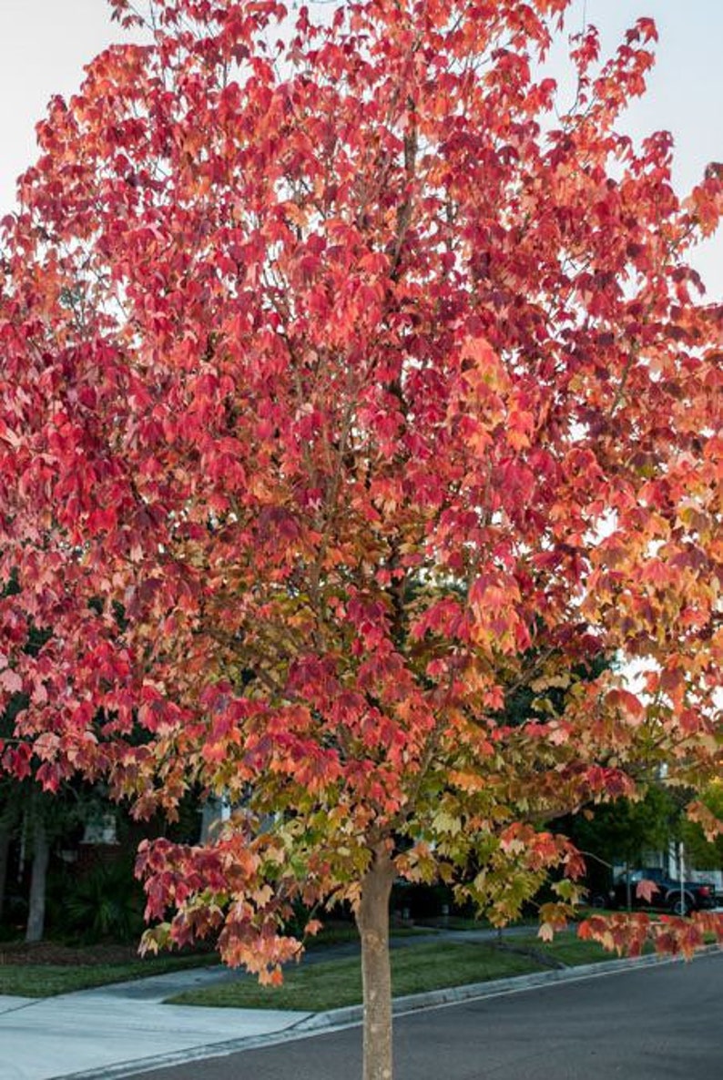 Trident Maple Quart Pot Plant - Acer Buergerianum - Hardy Deciduous Tree for Zones 5-9 - Beautiful Three-Lobed Leaves