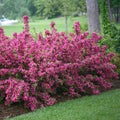 Pink Weigelia Plants - 4" Container - Weigela florida - 2 Pack - Vibrant Pink Flowers, Full Sun, Zones 4-8