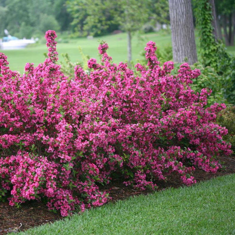 Pink Weigelia Plants - 4" Container - Weigela florida - 2 Pack - Vibrant Pink Flowers, Full Sun, Zones 4-8
