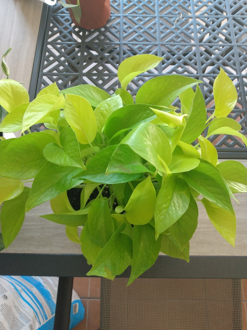 Neon Pothos Plant Cutting - 1 Rooted Cutting + 1 Free Cutting - Epipremnum aureum - Easy Care Indoor Plant